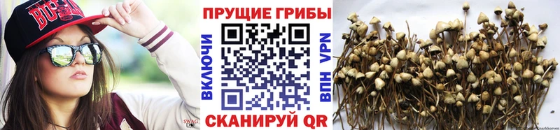 Галлюциногенные грибы Psilocybine cubensis Коломна
